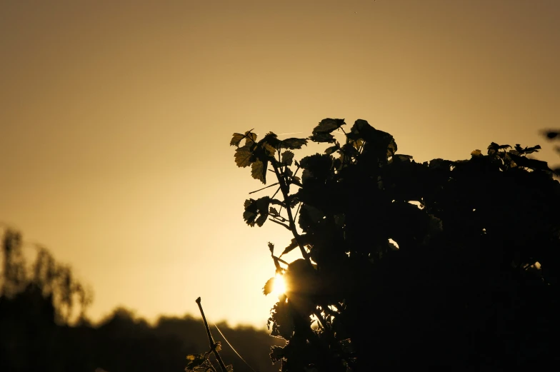 the sun is setting behind a silhouetted plant
