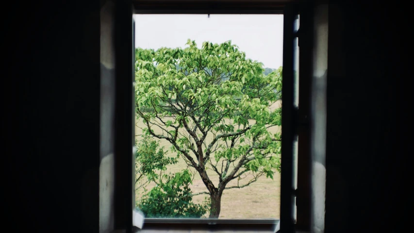 an open window that has some plants outside