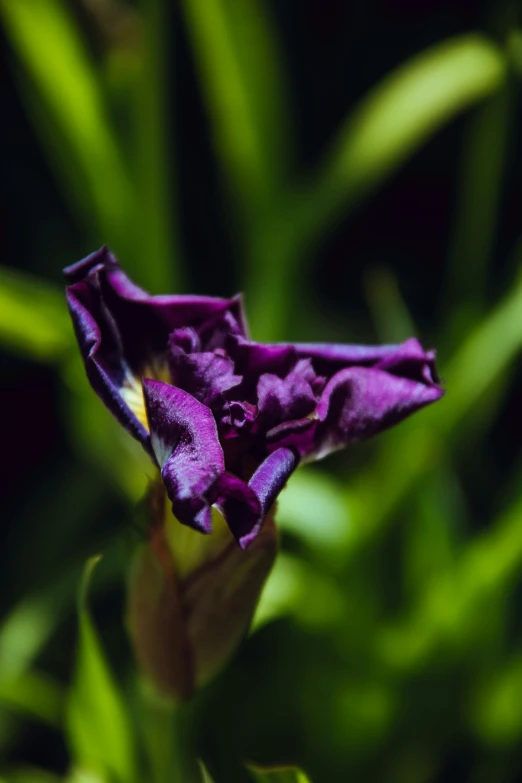 a purple flower on green stems in sunlight
