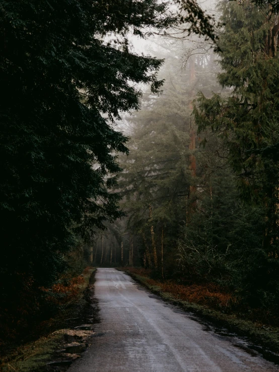 an empty and desolate road in the middle of a forest