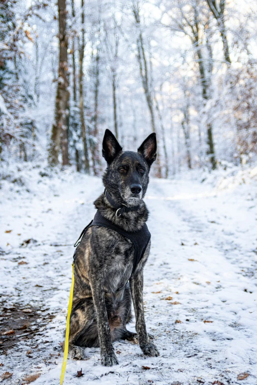 a large dog sitting in the snow next to trees