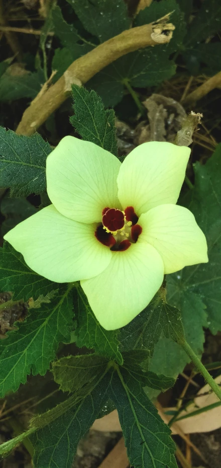 a flower with dark center sitting on green leafy plant