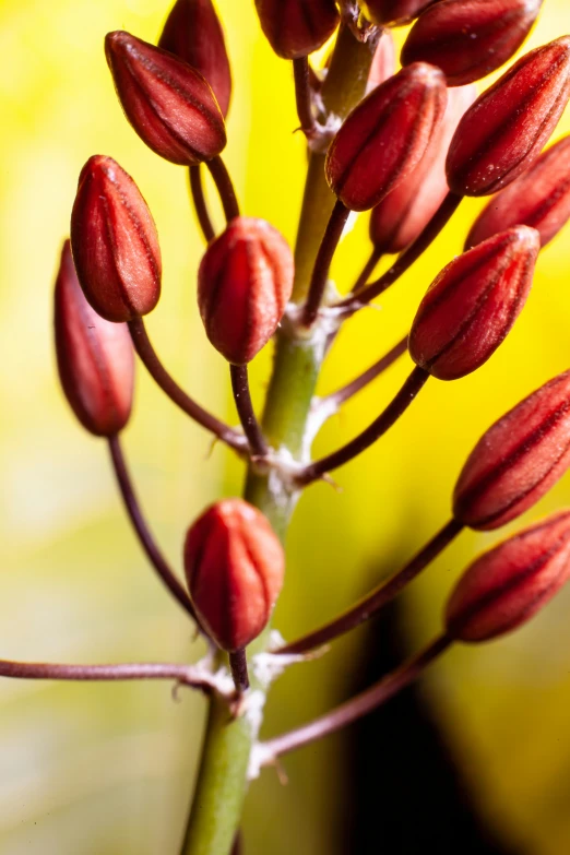 a close up of the flowers and stems