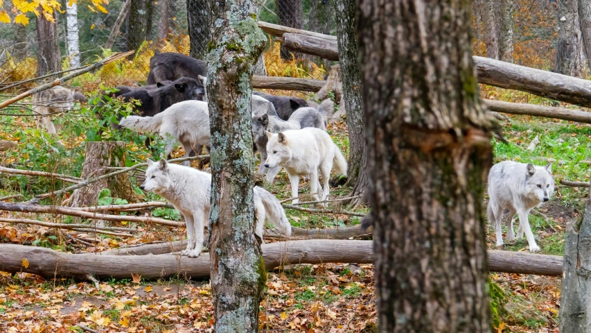 a group of goats on the ground near logs