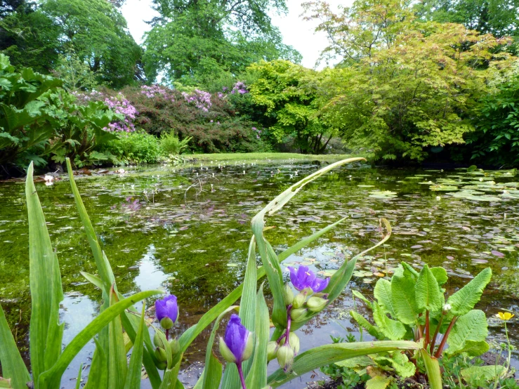 a pond with flowers, grass, and plants growing on it