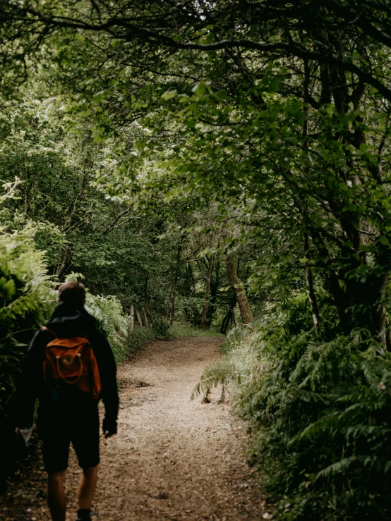 the man walks down the dirt trail through a dense green forest