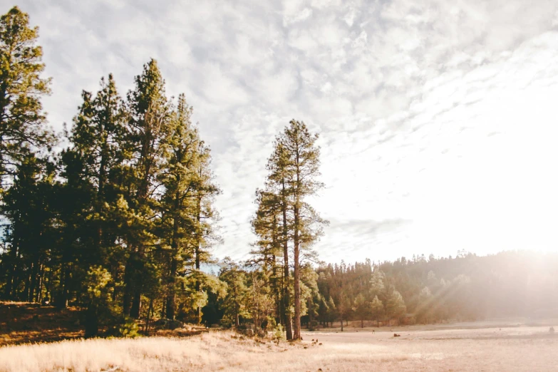 the sun is shining over the trees in the woods