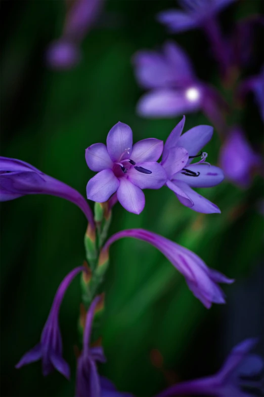 purple flowers in a garden with green foliage