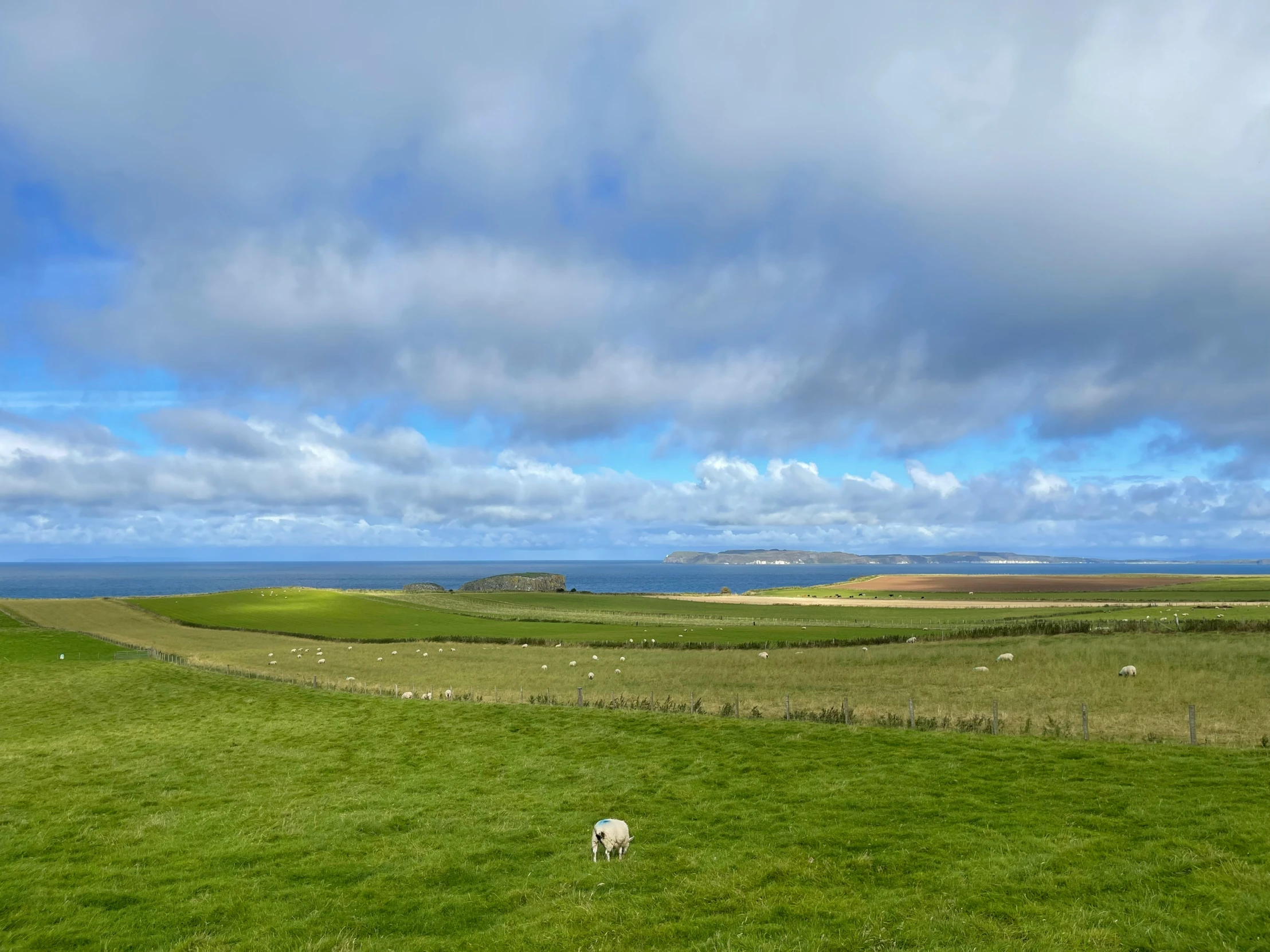 a sheep in a grassy field overlooking the ocean