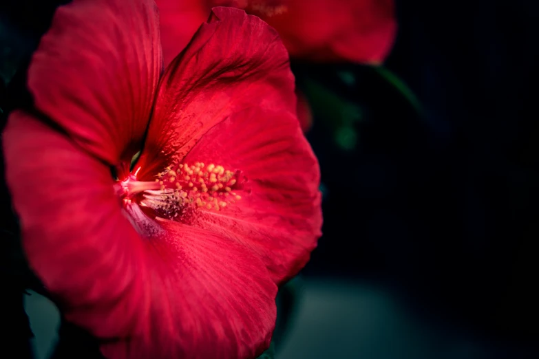 two red flowers in bloom on a black background