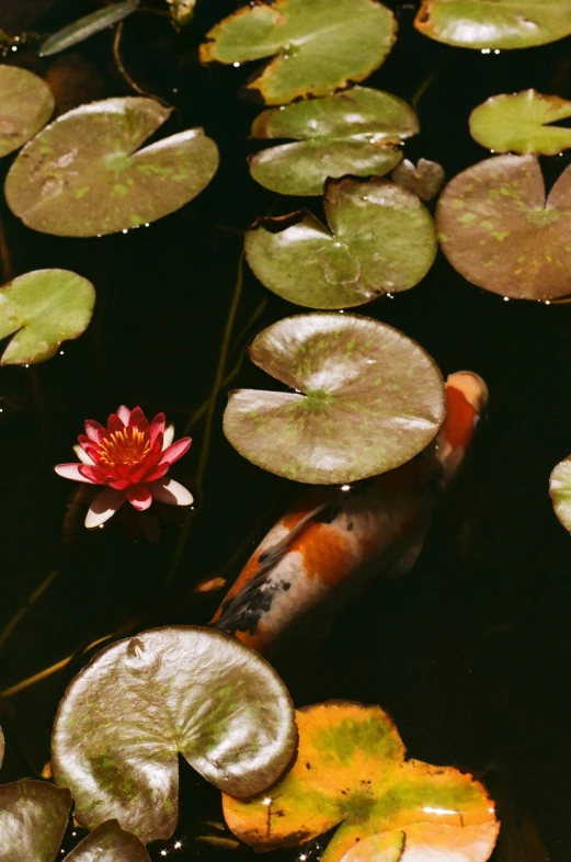a large fish standing in water next to lily pad