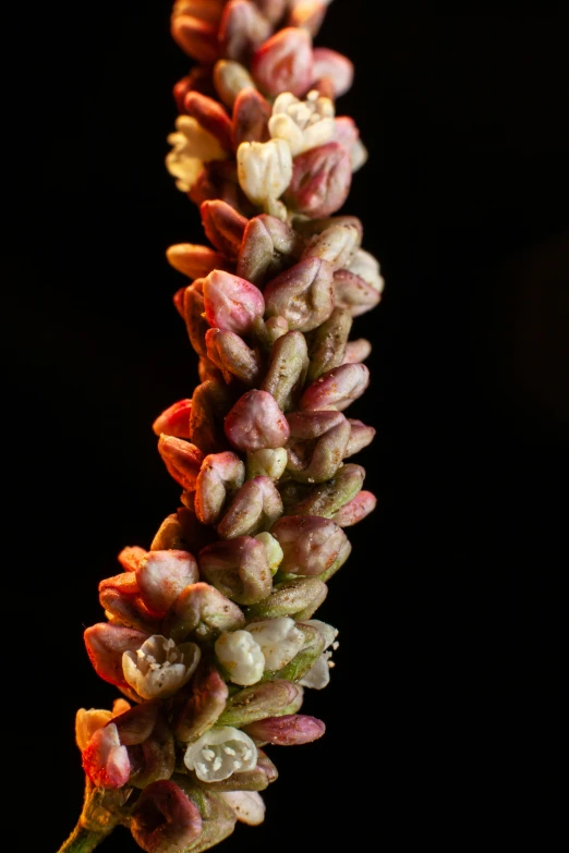 a flower bud with small buds on a stem