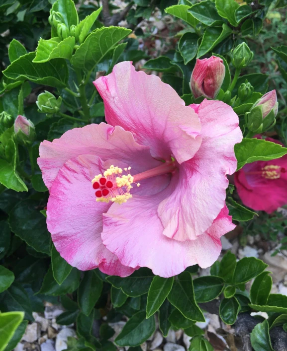 two pink flowers blooming next to green leaves