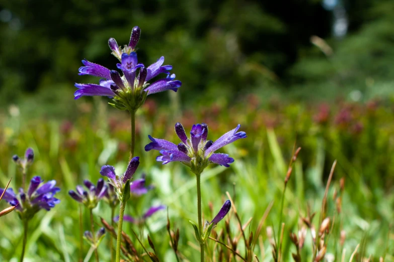 a blue wild flower in the middle of a field