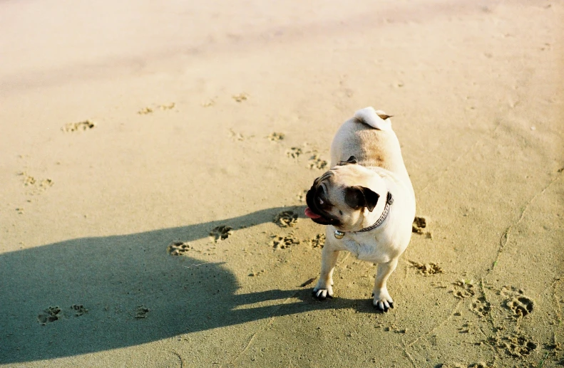 there is a small dog standing on the beach