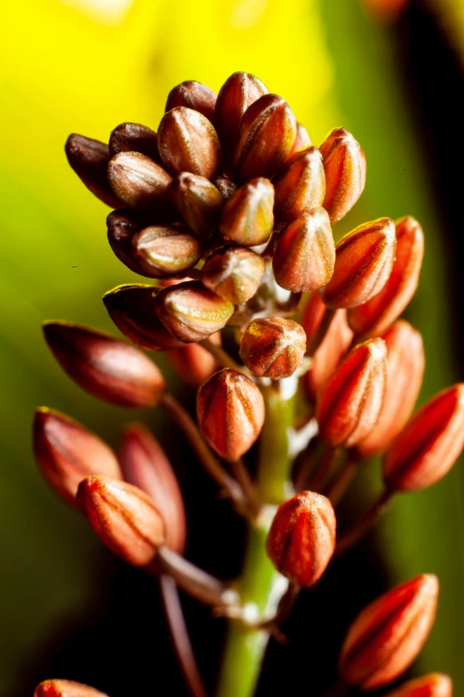 closeup of the seeds on the flower budding of a plant