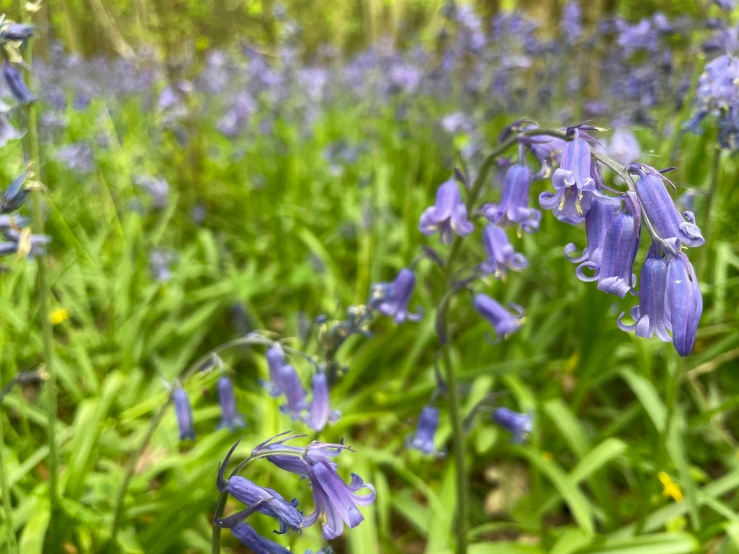 purple flowers that are growing in the grass