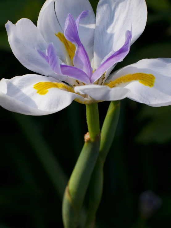 a close up of a flower near some leaves