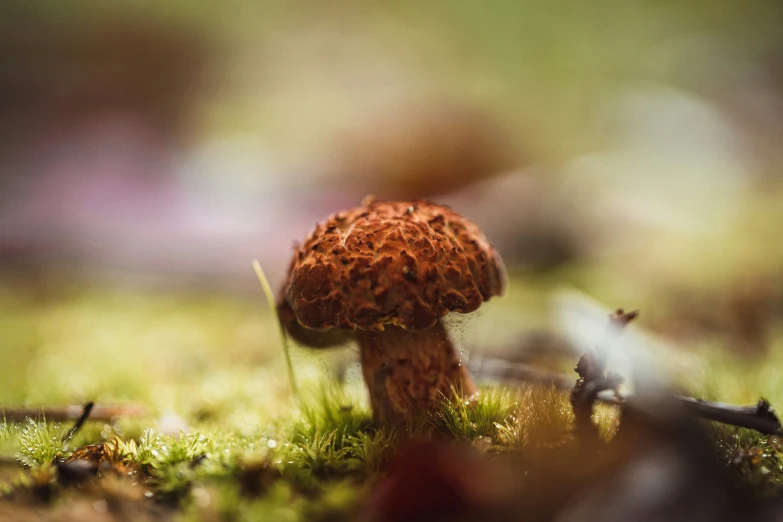 small mushroom grows out of a patch of grass