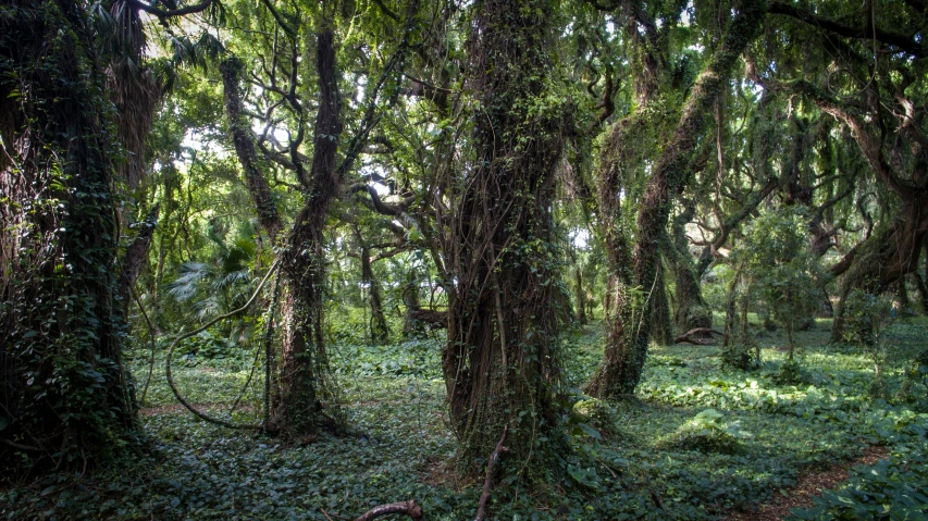 lush green forest area with trees, plants and dirt trail