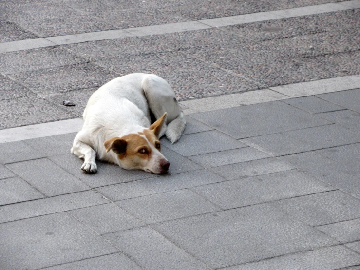 the white dog lies on the gray tile of the street