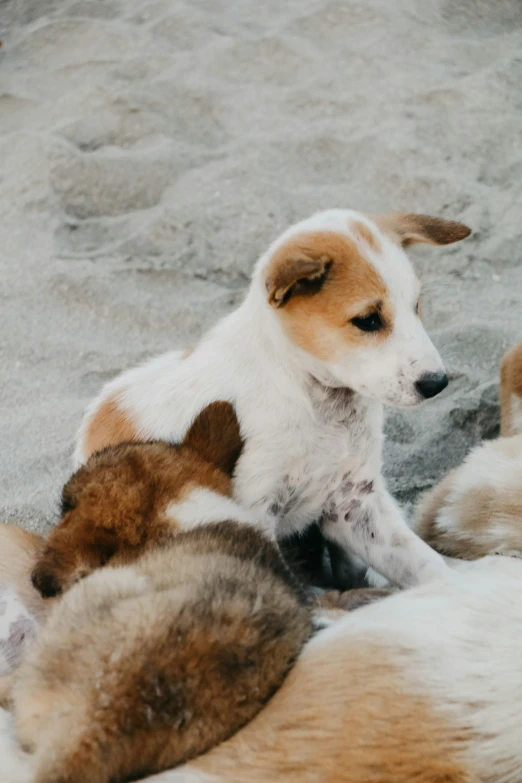 three puppies huddled together outside in the snow