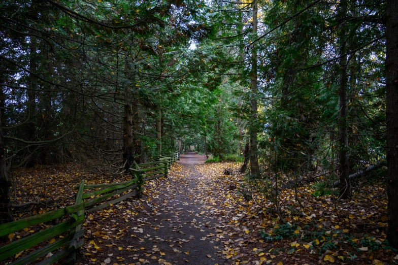 a bench on a trail in the woods