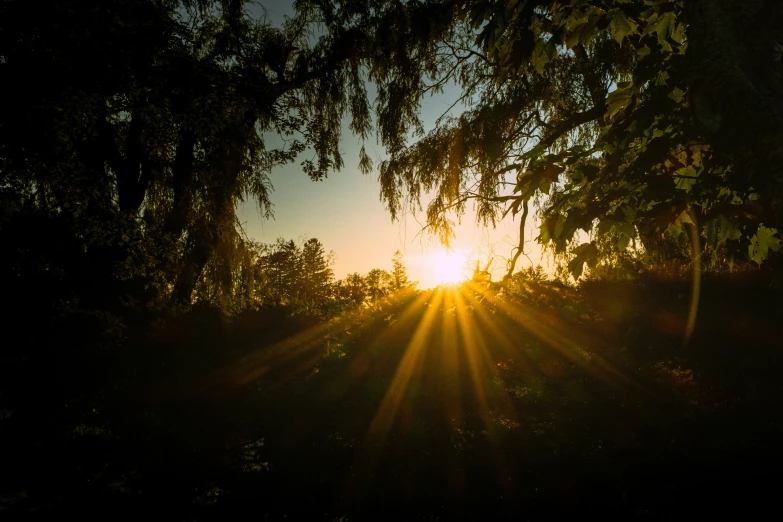 the sun is shining through the trees