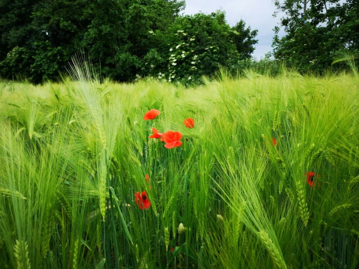 the poppys are starting to blossom as it stands in the tall grass