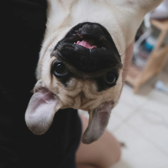 a dog licking its face on a persons foot