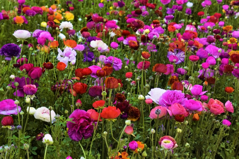 a field full of flowers sitting next to each other