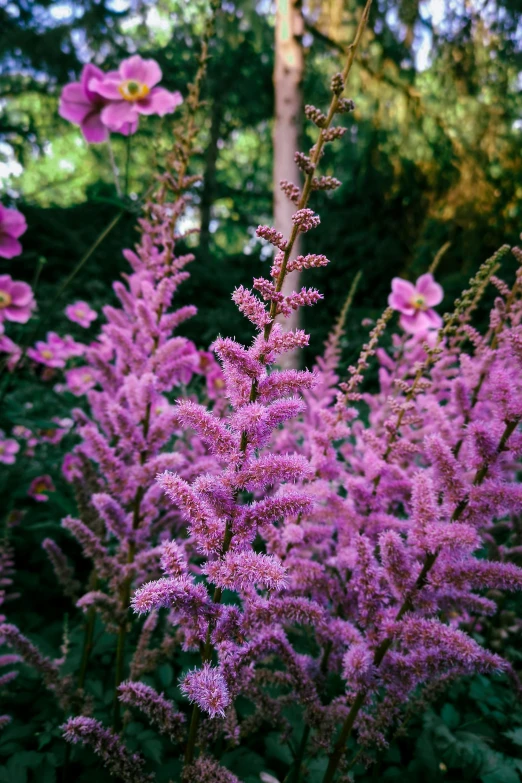 flowers growing by a tree and on a hill