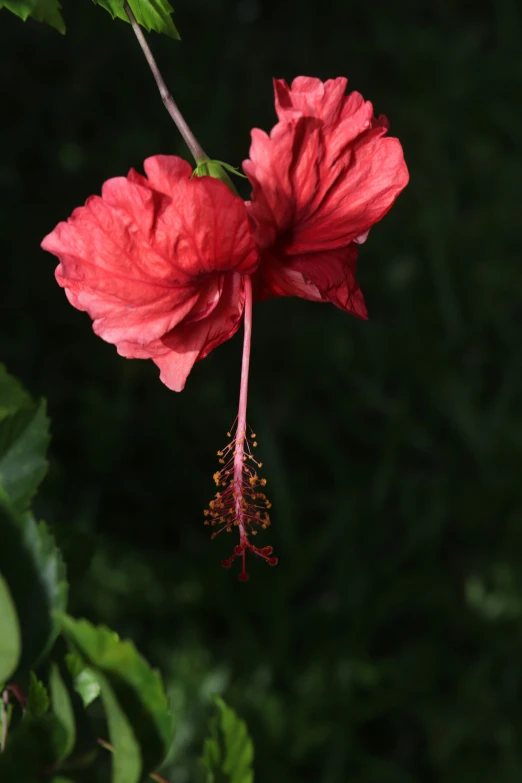 the large pink flower is attached to a plant