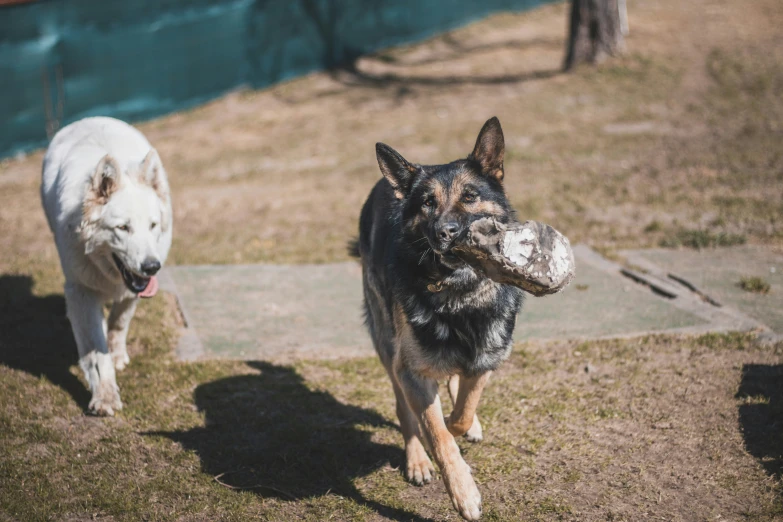 two dogs running down a pathway with a ball in their mouth