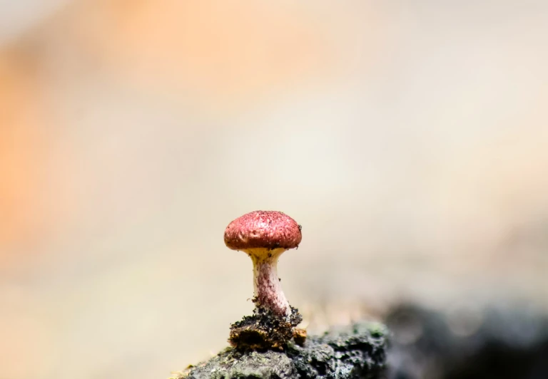 a small mushroom sitting on a log