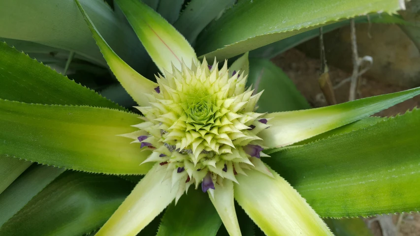 a green plant with green tips has a white center