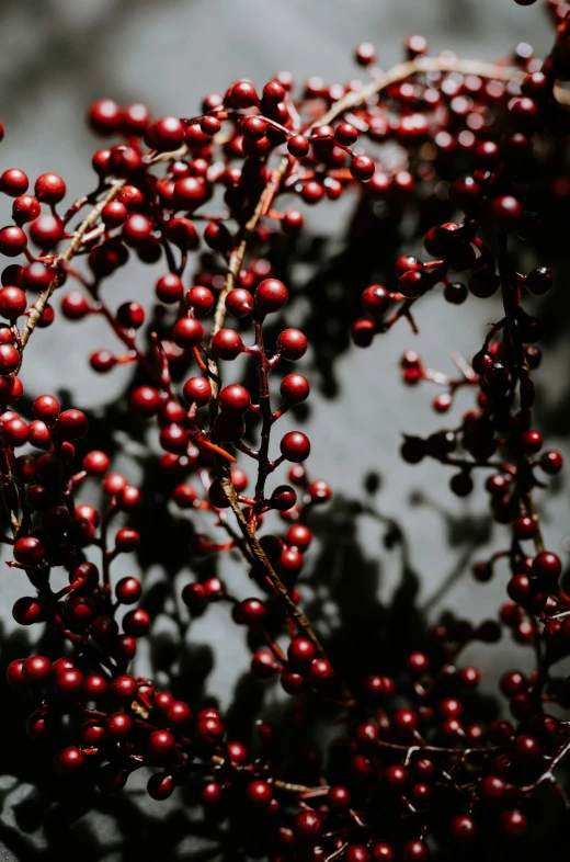 some berries are on the tree near a wall