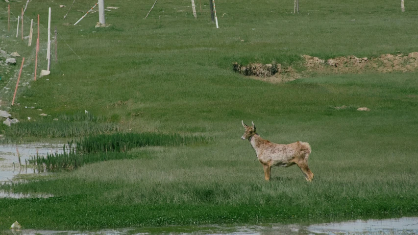 a goat stands in the grass by a body of water