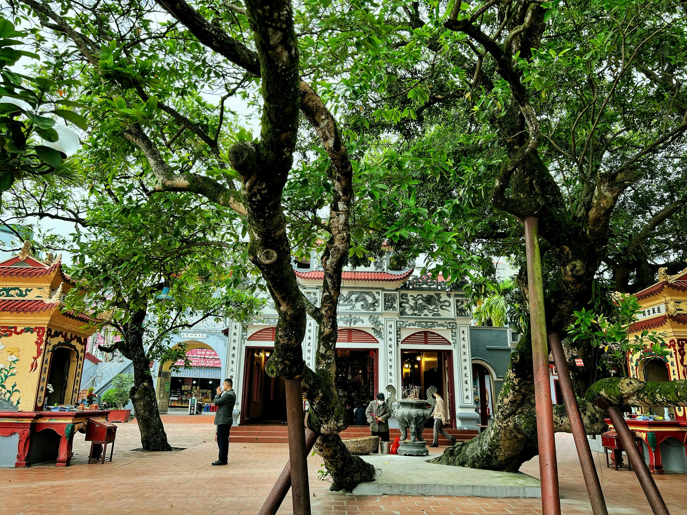 a large tree stands in front of several buildings