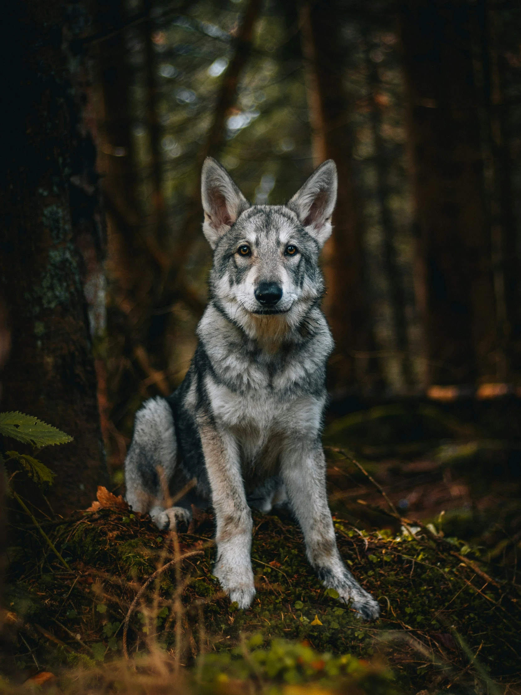 a black, gray and white dog sitting in a forest