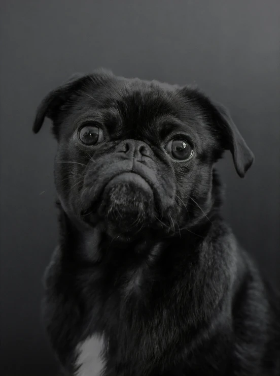 the small pug has big eyes and is looking up