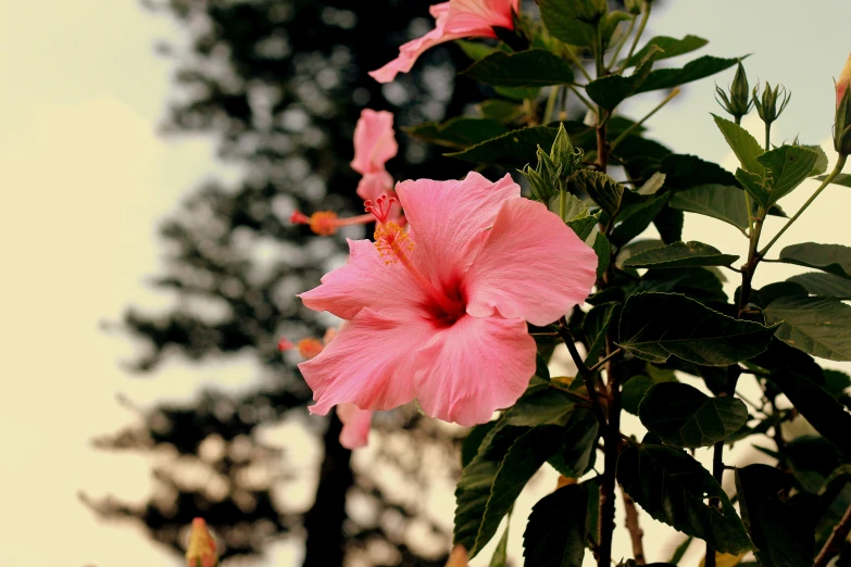 a pink flower is on top of a tall bush