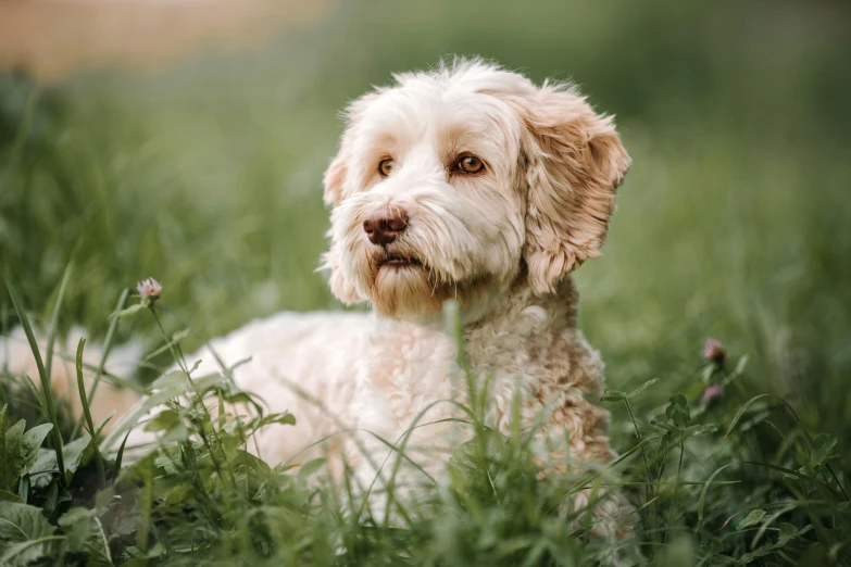 a small white dog laying in the grass