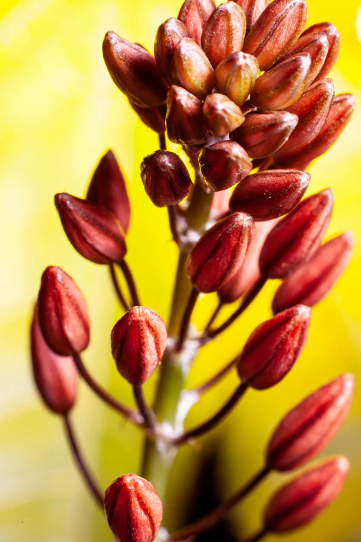 a closeup of some very pretty flowers