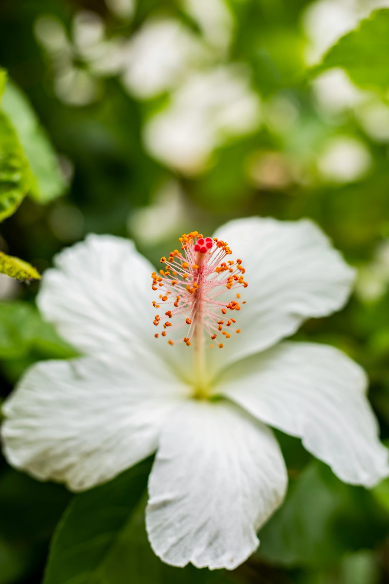 a white flower with a red stamen sitting in front of it