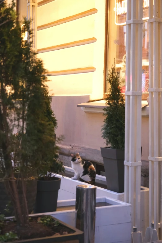 a cat on a porch near several potted plants