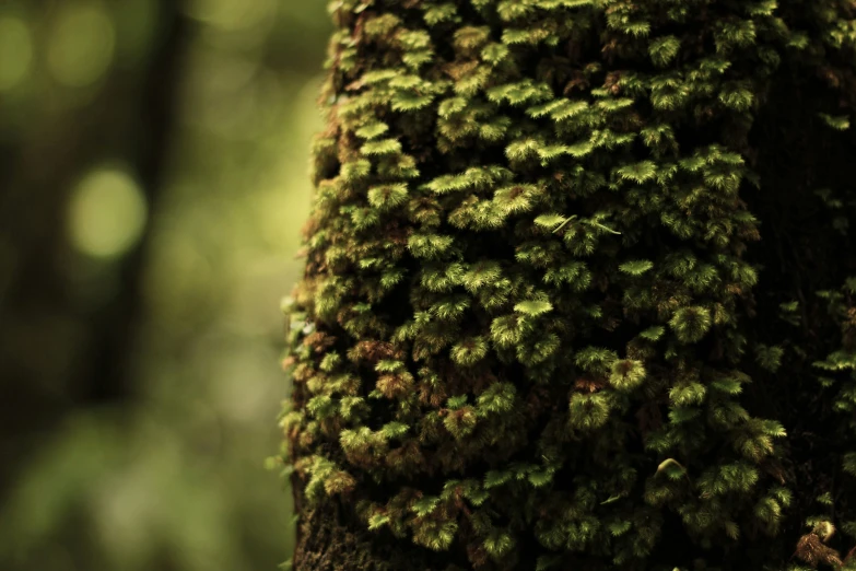 the mossy surface of a tree trunk in the woods