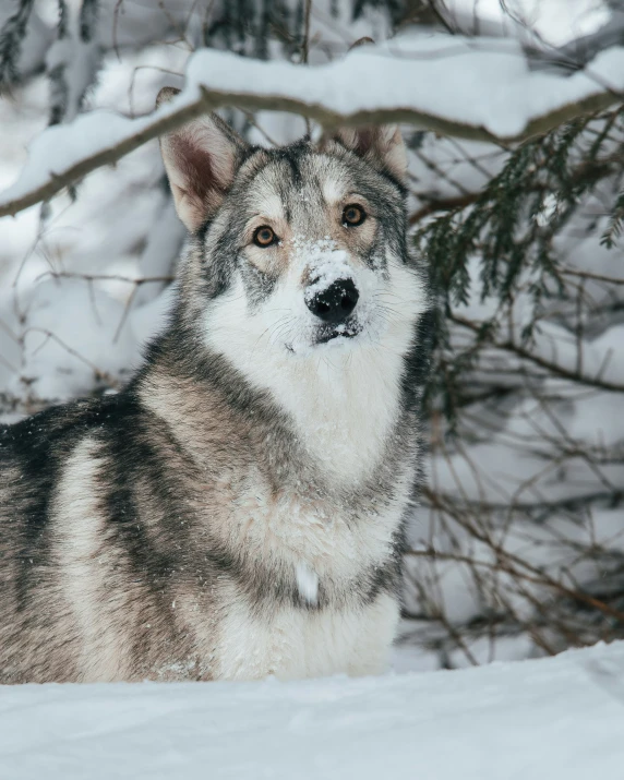 the wolf is looking very alert for predators