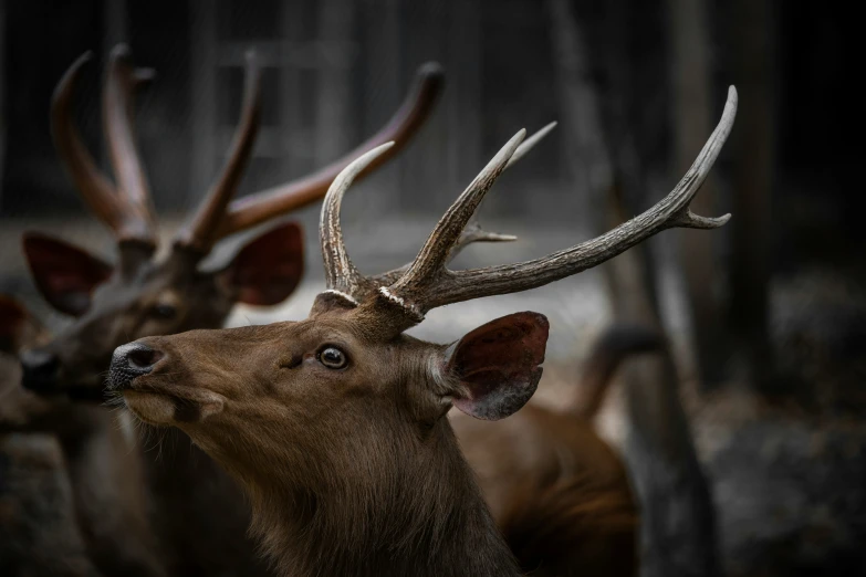 two brown deers with large antlers standing close to each other