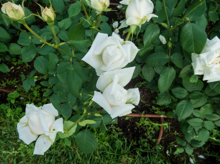 white flowers in the midst of some green plants